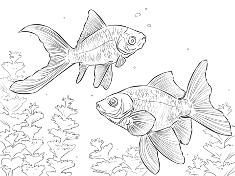 Comet Goldfishes  Coloring Page